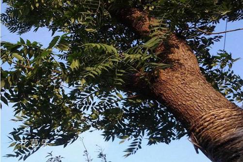 黄连木贵吗？黄连木的价值和价格分析