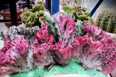 玉麒麟怎么养？玉麒麟的养殖方法和注意事项