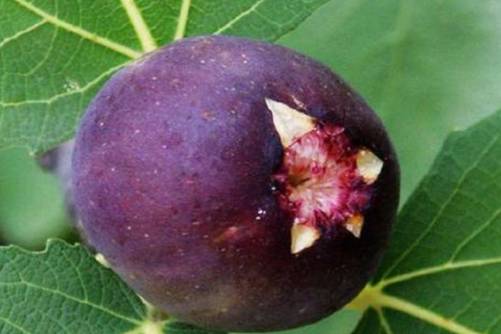 无花果有花吗？无花果的花居然藏在这里