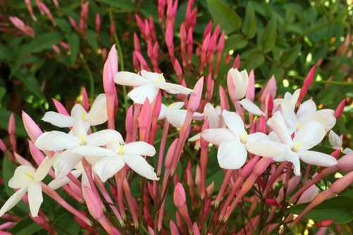 素馨花图片，夜半发香入梦醒 银丝开遍素馨花