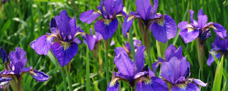 什么花的花语是思念