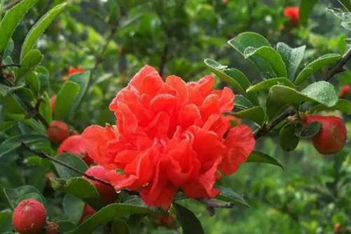 石榴花图片 浓绿万枝红一点 动人春色不须多