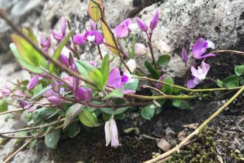 瓜子金价格贵吗？瓜子金有清热解毒、祛痰镇咳的功效