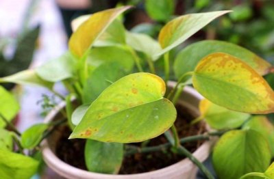 绿萝变黄了是因为什么原因