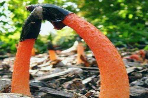 红鬼笔的功效作用，红鬼笔 世上最臭的蘑菇却是一味良药