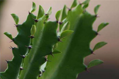 龙骨有毒吗家里能养吗？龙骨的风水您知多少