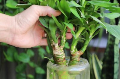 富贵竹怎么养才好