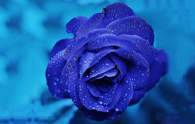 相遇是一种宿命，相守是一种承诺：蓝色妖姬花语