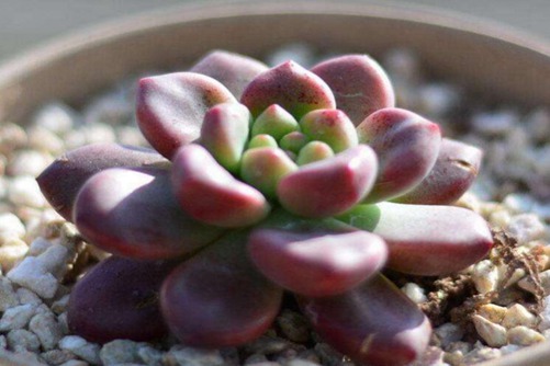 红苹果与青苹果及蓝苹果多肉的区别，看叶子变红的位置