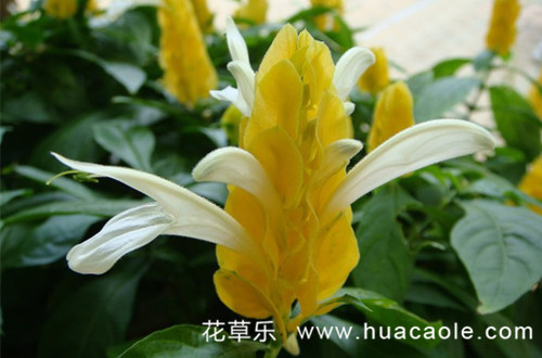 百年好合、飞黄腾达：金苞花的花语