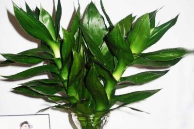 富贵竹怎么养？富贵竹的养殖方法和注意事项