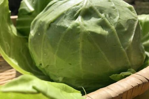 如何挑选圆白菜？吃圆白菜应该注意的事项