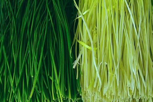 韭黄和韭菜的区别，韭黄和韭菜哪个营养更高呢