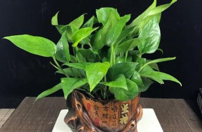 盆栽绿萝怎么种