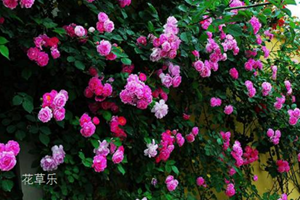 十二星座之双鱼座的花语:野玫瑰、水仙、香水百合