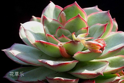 月光女神多肉的养护技巧