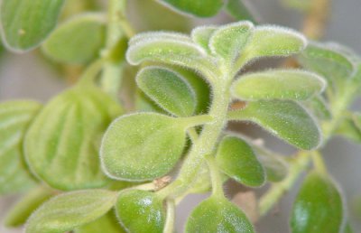 碰碰香可以水培吗？碰碰香的水养方法