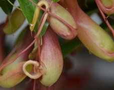 生肖属猪者的幸运之花:猪笼草的花语