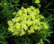 花语大全：金鱼草的寓义和金鱼草的作用