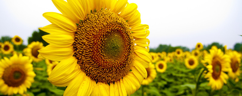 向日葵如何醒花