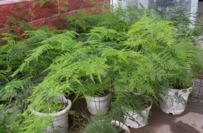 文竹家庭养殖方法 家庭盆栽文竹的养护方法