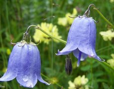 铃兰花为什么被称为“圣母之泪”，表达着什么样的花语和文化含义