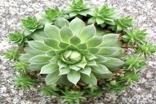 吉祥如意观音莲，观音莲花语