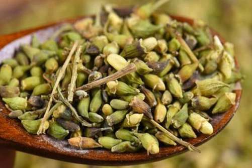 槐米茶能天天喝吗？槐米不是米，是个好东西