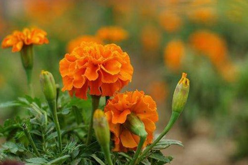 金盏菊泡水喝禁忌，女性经期适合饮用金盏菊吗