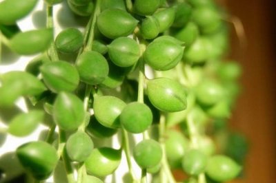 珍珠吊兰怎么养？珍珠吊兰的养殖方法和注意事项