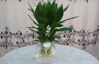 观音竹水培怎么养？观音竹的水培养殖方法