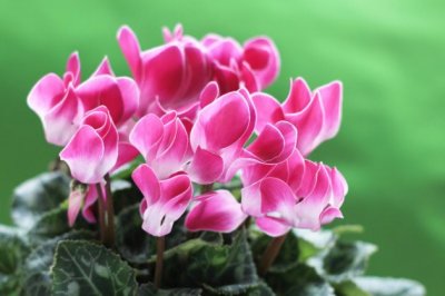 仙客来怎么养？