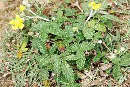 翻白草的功效和作用，翻白草长在土里的大鸡腿