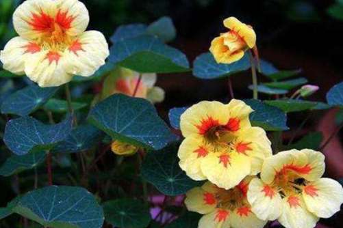 旱金莲图片，旱金莲静待花开 芳香自来