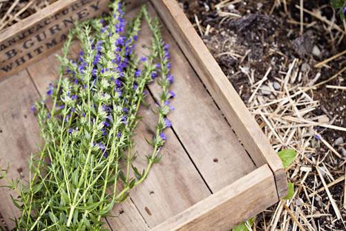 牛膝草的功效与作用,及其食用方法