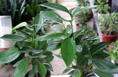 平安树的栽种方法