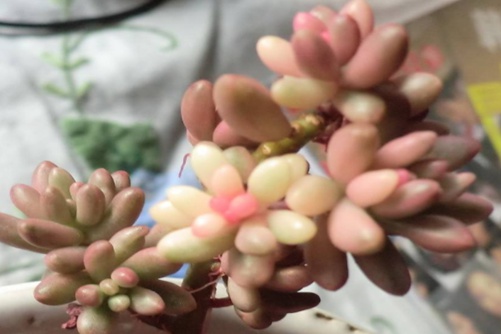 紫葡萄多肉的养殖方法，紫葡萄多肉好看不能吃哦