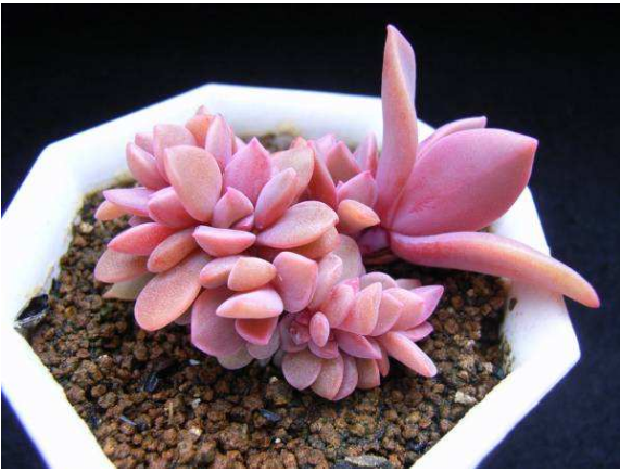 多肉植物多久浇一次水？多肉植物浇水春夏秋冬各不同