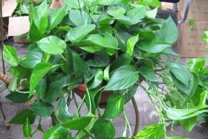 绿萝吊兰怎么养，绿萝吊兰的养殖方法