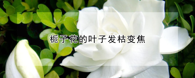 栀子花的叶子发枯变焦