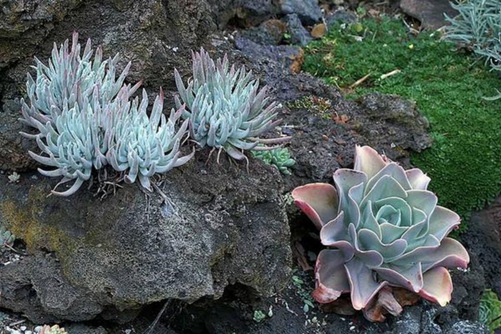 仙女杯蓝索拉塔怎么养？多肉大神的最爱，你剁手了吗