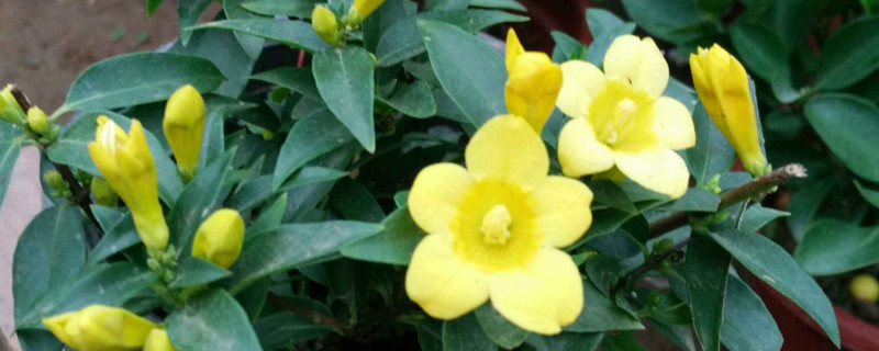 香水茉莉的养殖方法和注意事项