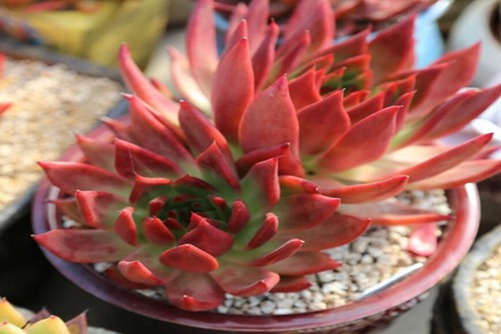 多肉植物图片，秋季多肉的美你get到了吗？