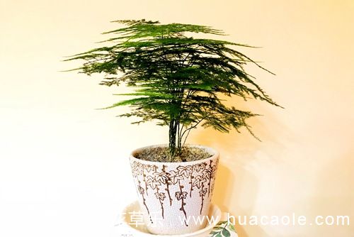 文竹花语及文竹名字由来