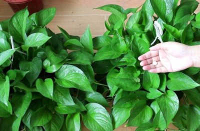 买回来的绿萝如何管理