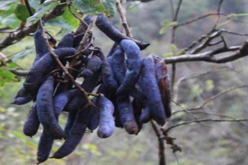 猫屎瓜 名字不好听但是价值高，骚年你敢吃吗