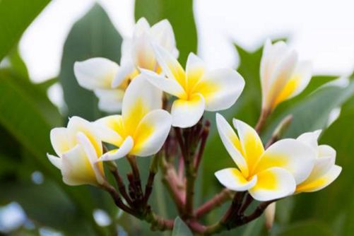 鸡蛋花的养殖方法，老挝国花鸡蛋花学会这些技巧年年爆盆