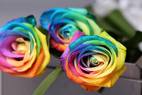 玫瑰品种及图片，细数12种超珍稀的玫瑰品种