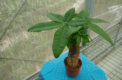 发财树出现黄叶的原因 发财树出现黄叶怎么办