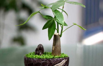 发财树怎么养？告诉你如何养护发财树才能长得快更旺更茂盛